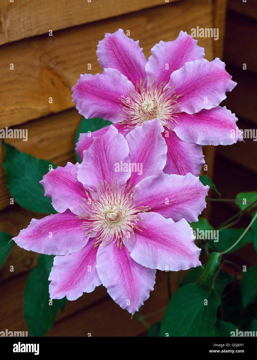 Clematis - `Dr Ruppel'   CLE040831 Stock Photo